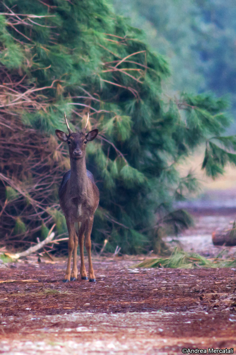 aiuto identificazione